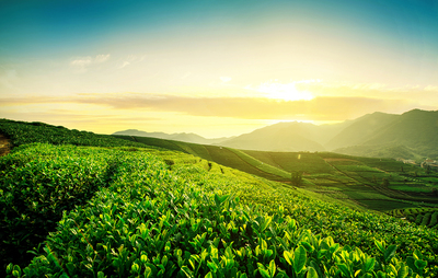 豌青绿茶为山东茶业发展注入新活力