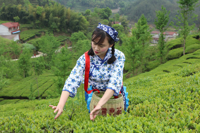 湖北金雷茶叶公司 英山云雾茶，源自“森”呼吸的自然馈赠