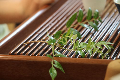 桑植茶香飘四海，乡村发展谱新篇