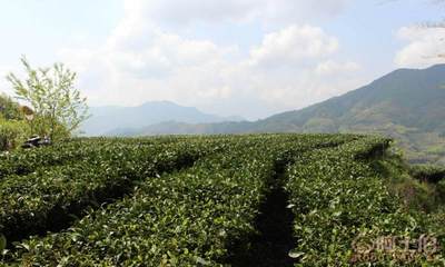 聚富春茶厂特级白毫银针 品味福鼎白茶的全芽精华
